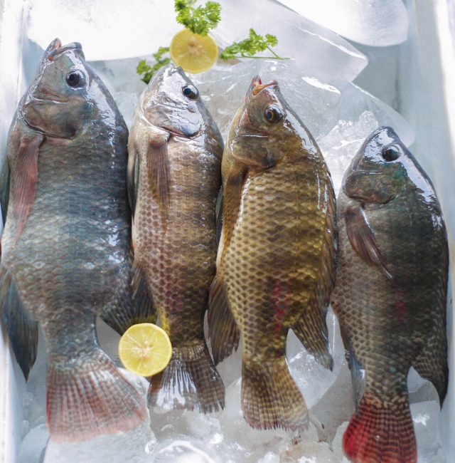 Poisson Tilapia